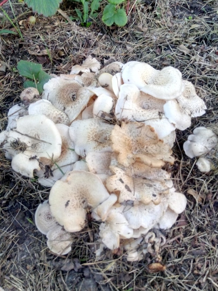 Гриб рядовка