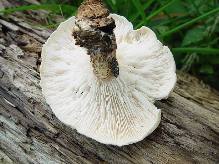 Подгруздок белый сухой груздь