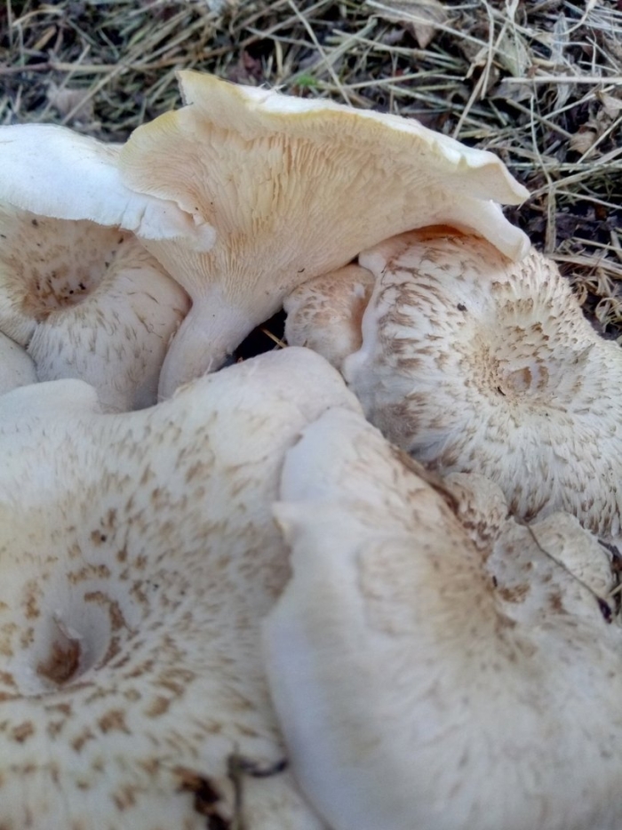 Гриб ежовик