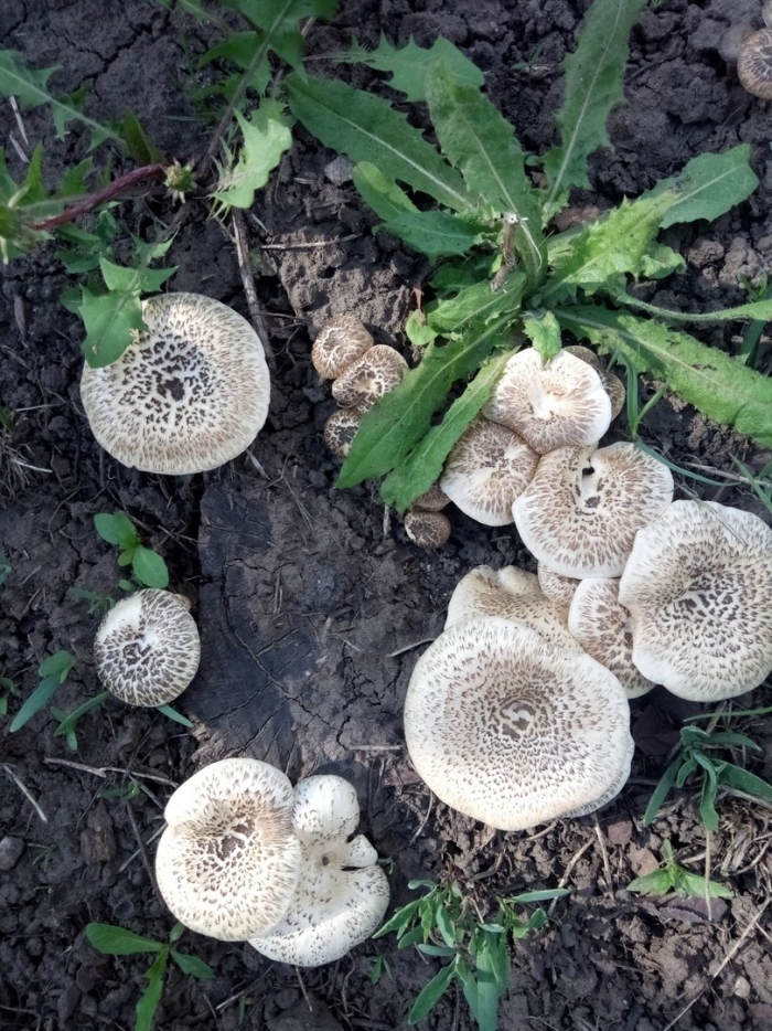 Гриб съедобный