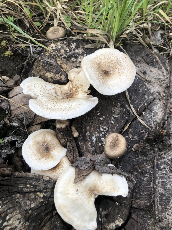 Трутовик пилолистник