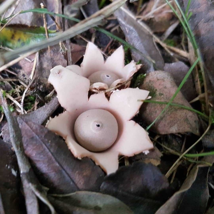 Звездовик бахромчатый