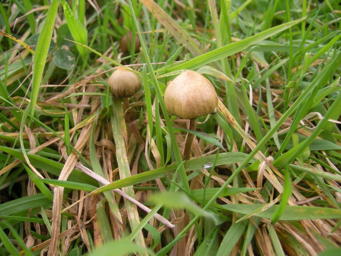 Psilocybe semilanceata liberty cap