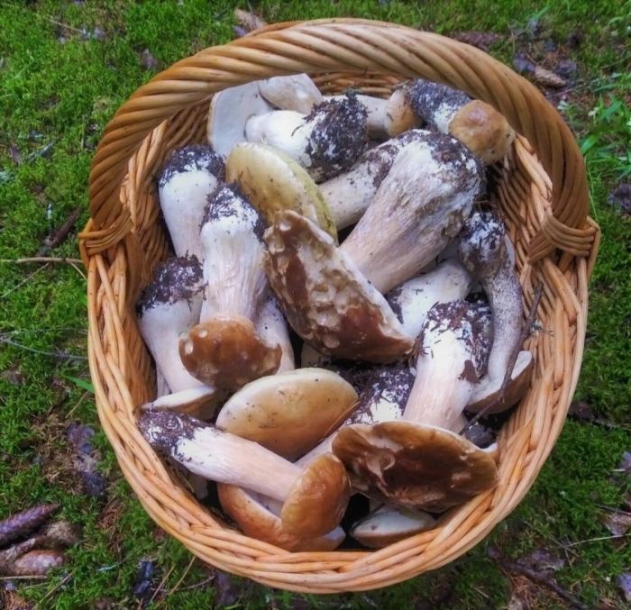 Июньские грибы