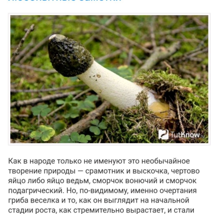 Гриб веселка