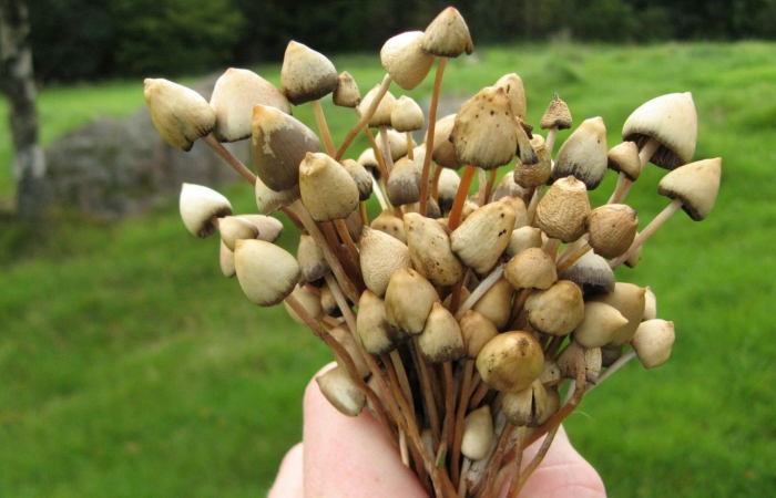 Псилоцибе полуланцетовидная гриб