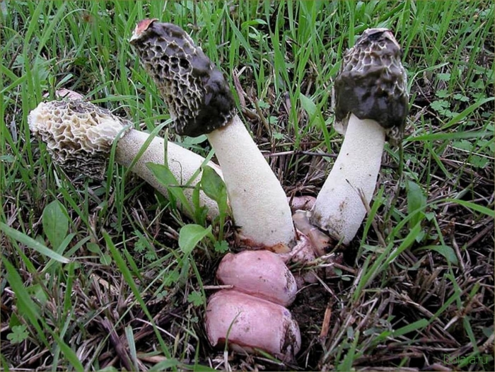 Гриб вонючий сморчок