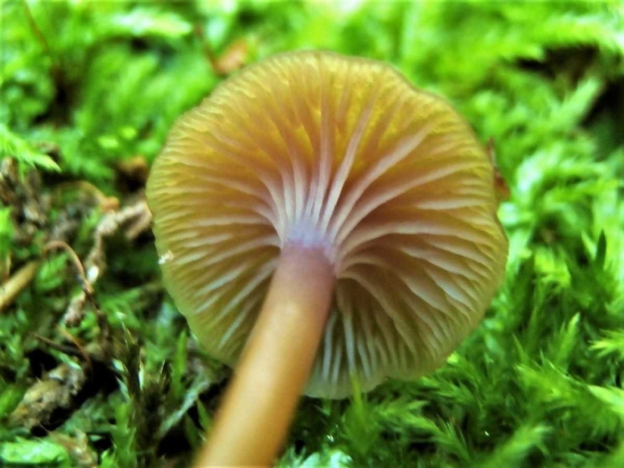 Хромозера синепластинковая