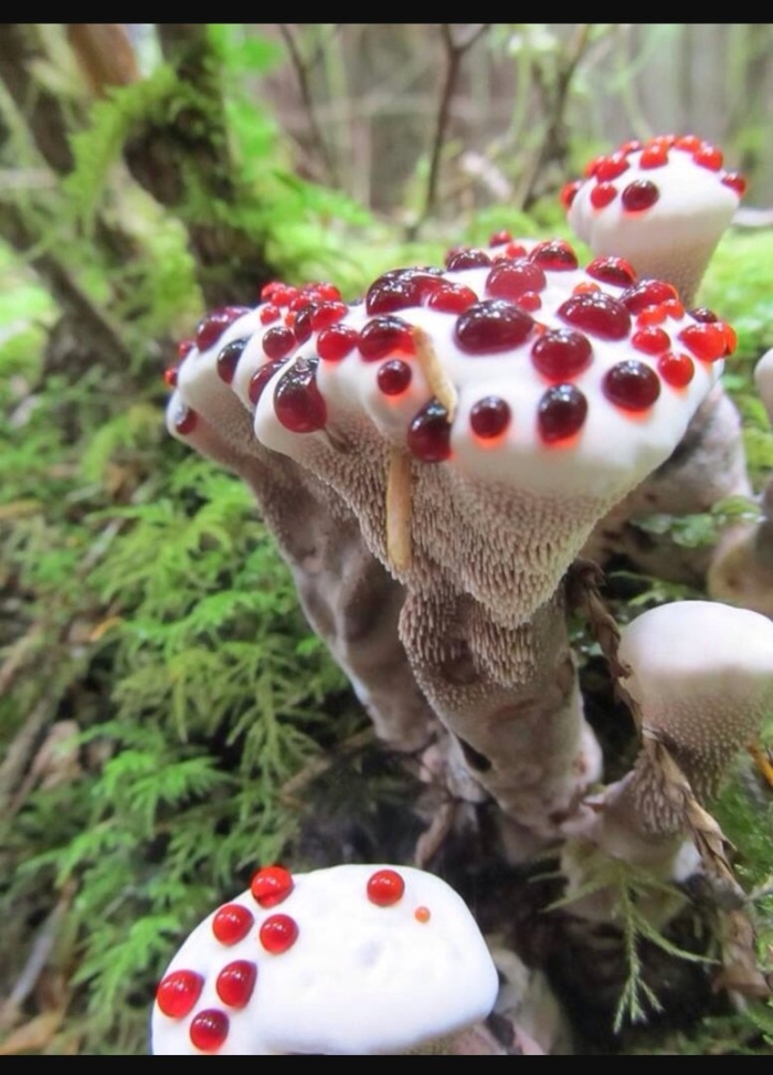 Гиднеллум пека