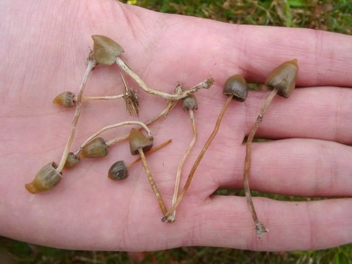 Псилоцибиновые(галлюциногенные) грибы