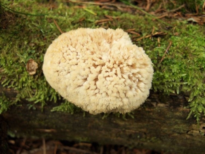 Oligoporus stipticus