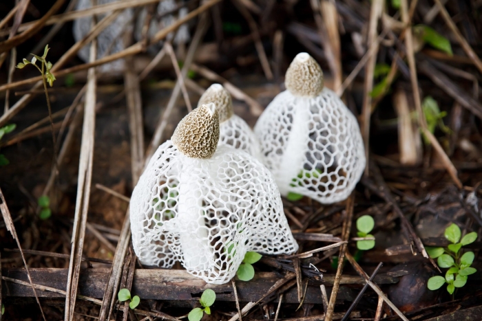 Гриб сетконоска