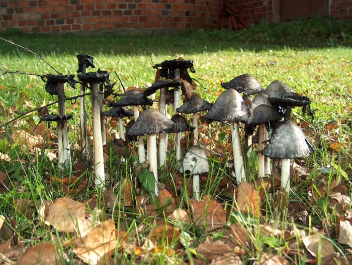 Гриб навозник