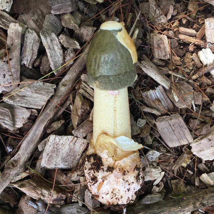 Гриб веселка