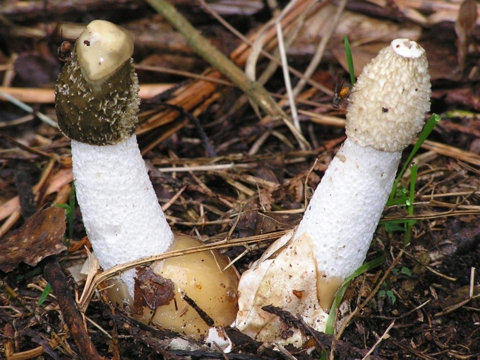 Веселка обыкновенная