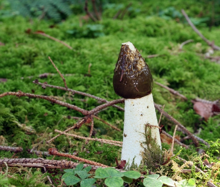 Common stinkhorn phallus impudicus