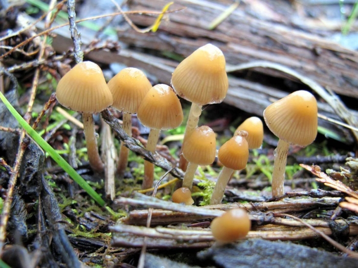 Psilocybe semilanceata
