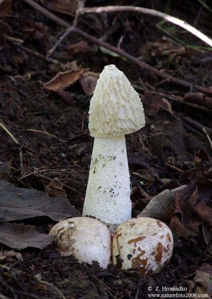 Phallus impudicus