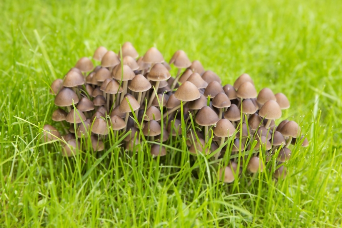 Галлюциногенные грибы