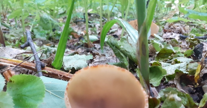 Пецица гриб