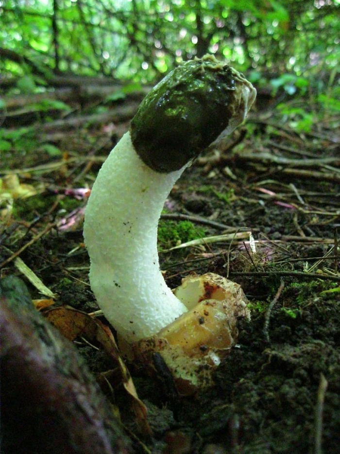 Весёлка обыкновенная лечебные свойства