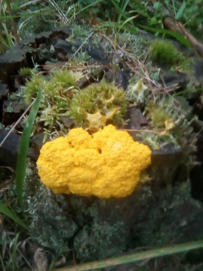 Слизевик фулиго