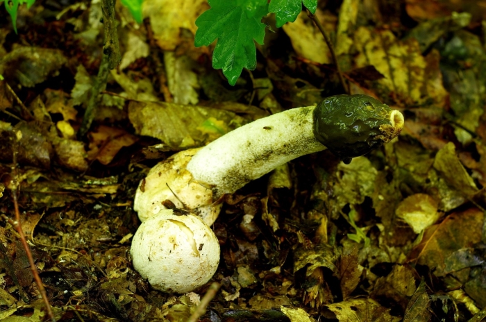 Весёлка обыкнове́нная гриб