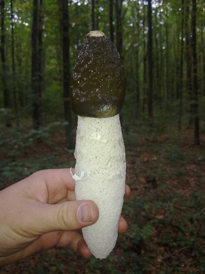 Phallus impudicus веселка обыкновенная
