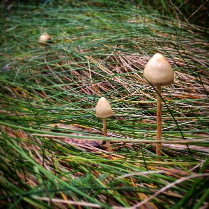 Веселка гриб псилоцибе