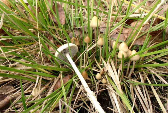 Panaeolus foenisecii