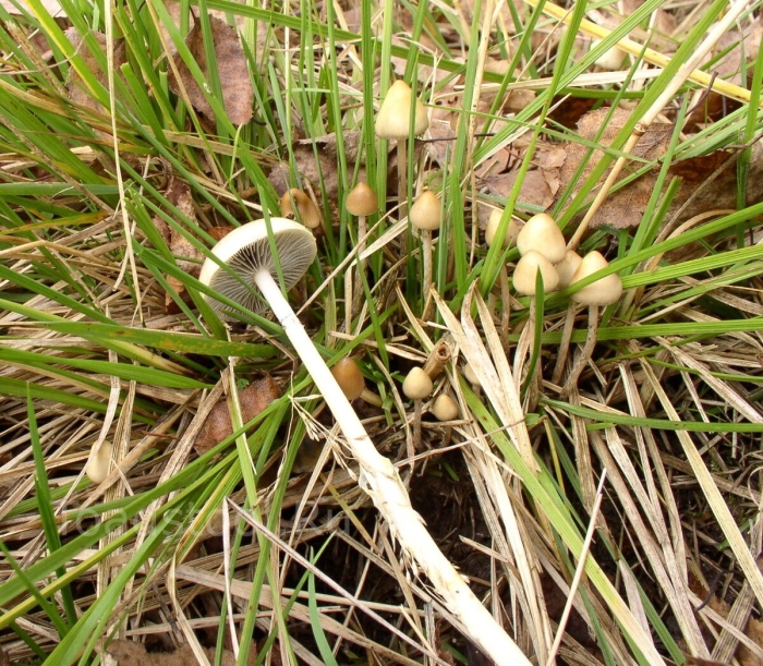 Psilocybe panaeolus