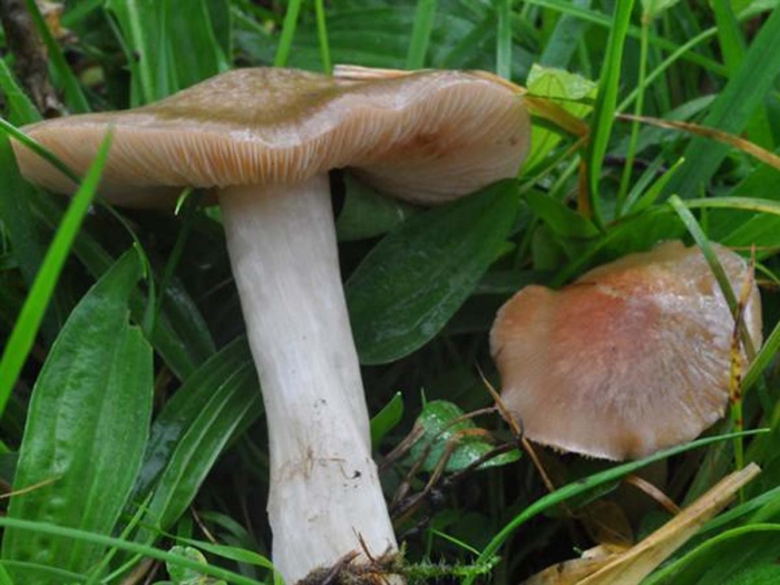 Подабрикосовики (энтолома садовая)