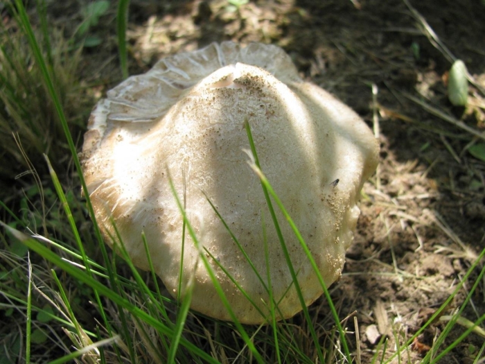 Энтолома садовая гриб