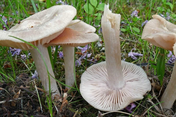 Энтолома садовая ядовитая