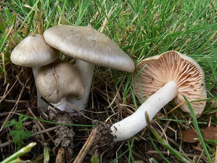 Дымчатая говорушка clitocybe nebularis