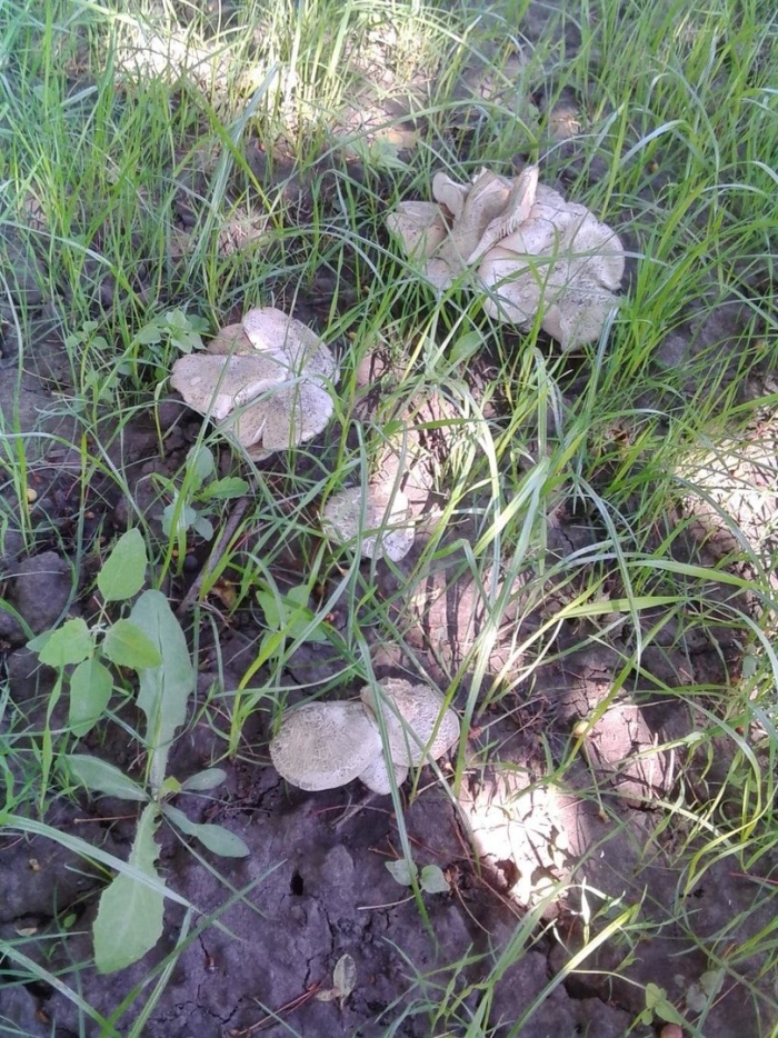 Гриб рядовка