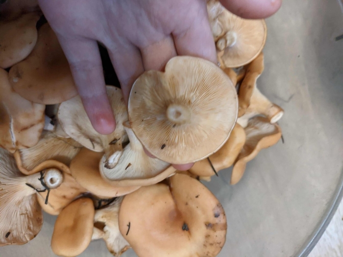 Говорушка перевернутая гриб