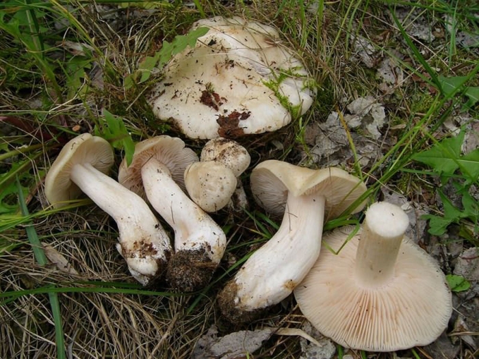 Млечник гриб серушка