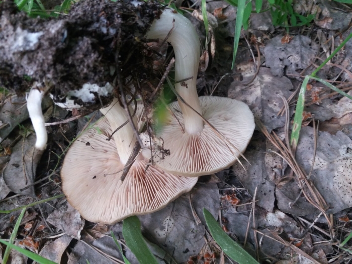 Энтолома садовая гриб