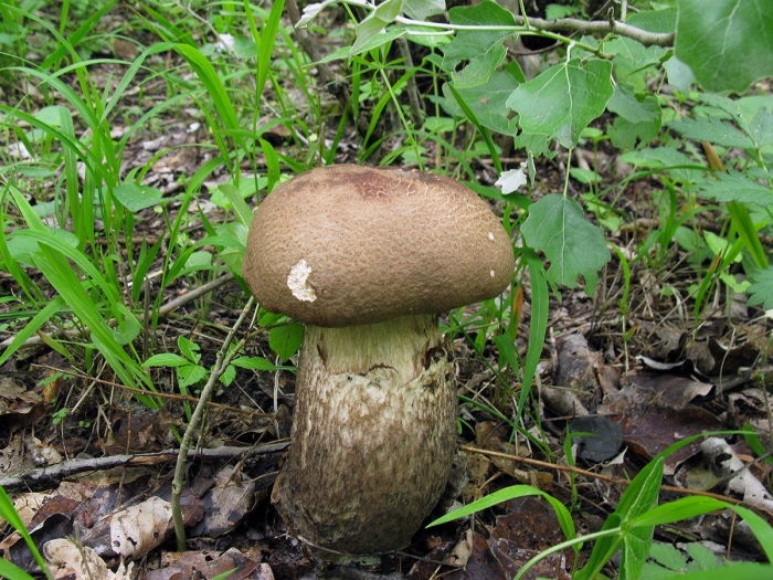 Грибы ставрополя-подсливники