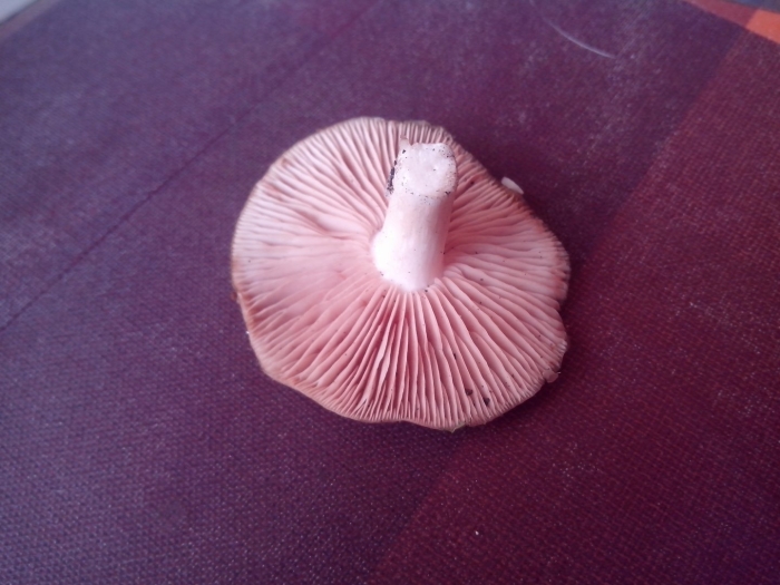 Рядовка фиолетовая