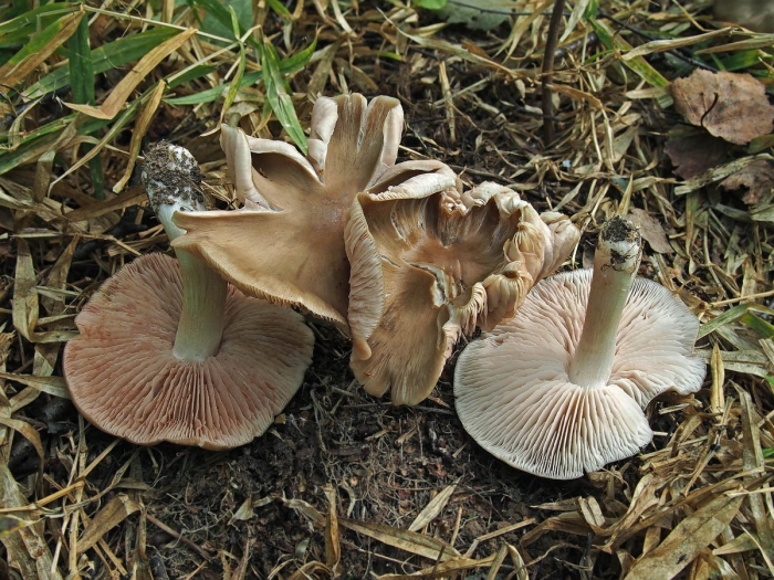 Энтолома гриб поганка