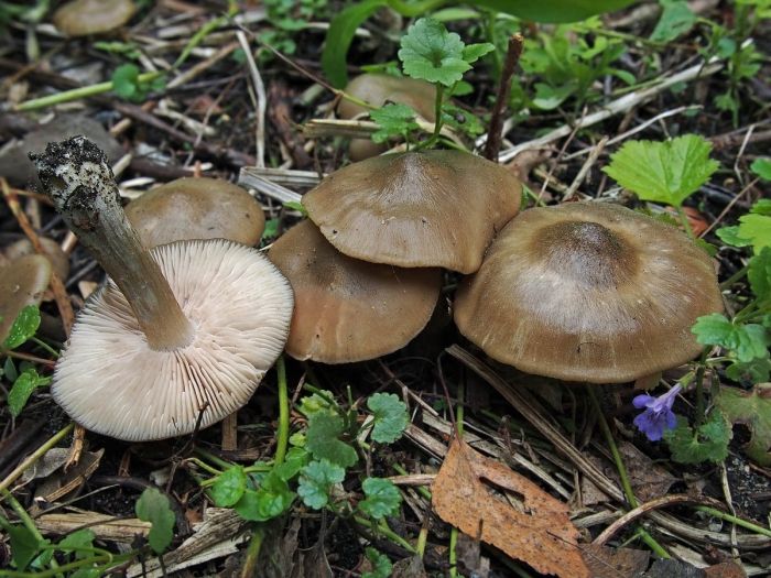Entoloma clypeatum