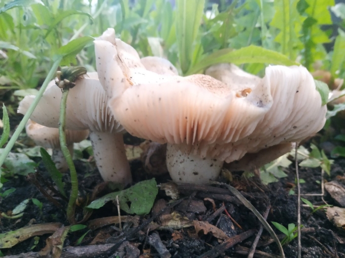 Млечник гриб серушка