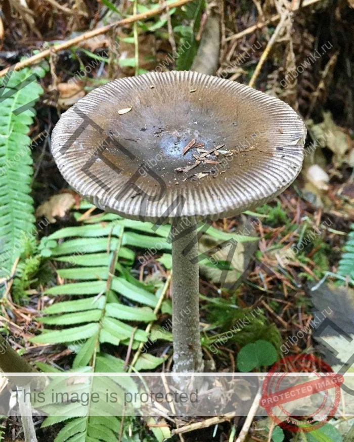Поплавок серый гриб