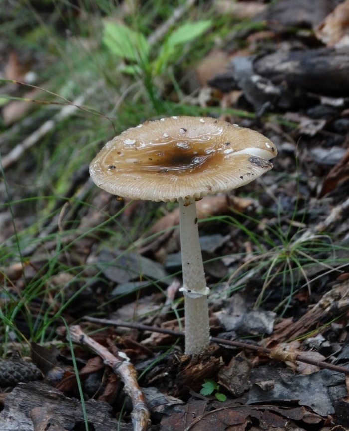 Мухомор пантерный