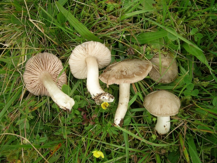 Entoloma prunuloides