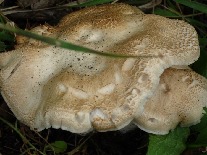 Ежовик сосновый гриб