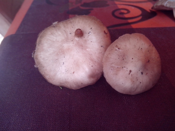 Гриб сыроежка