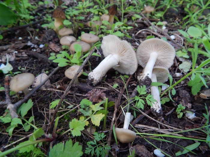 Энтолома продавленная